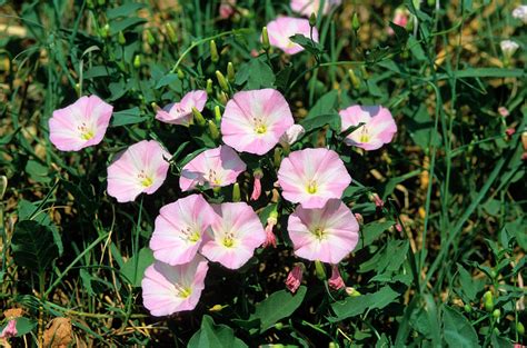 binkdwte|Convolvulus arvensis